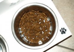Hundeskåle til hundens mad og vand